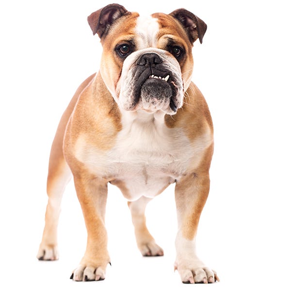 Brown, Skin, Dog, Carnivore, Bulldog, Snout, Olde english bulldogge, Fawn, Dog breed, Wrinkle, 