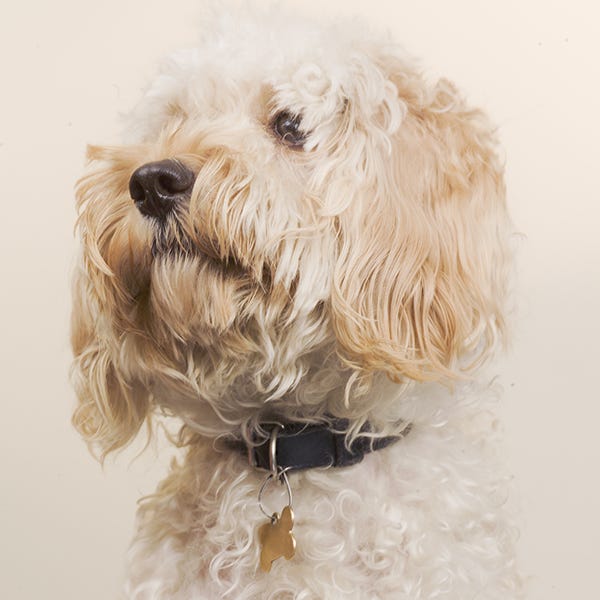 Dog breed, Dog, Carnivore, Vertebrate, Mammal, Snout, Sporting Group, Companion dog, Collar, Dog collar, 