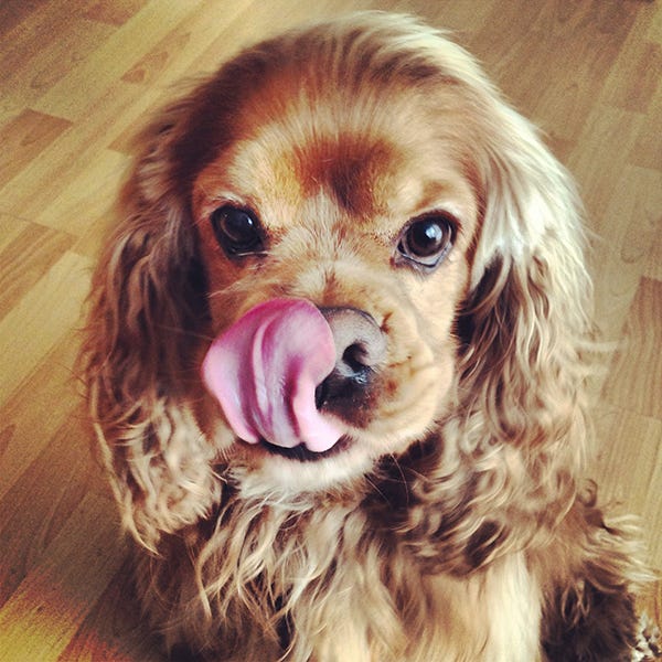 Brown, Dog breed, Wood, Dog, Vertebrate, Carnivore, Flooring, Floor, Hardwood, Iris, 
