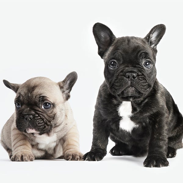 Dog, Skin, Vertebrate, Carnivore, Mammal, Snout, Toy dog, Organ, Working animal, Fawn, 