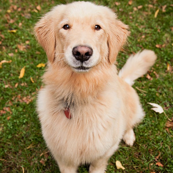 Dog breed, Skin, Dog, Carnivore, Sporting Group, Snout, Retriever, Fur, Fawn, Grass family, 