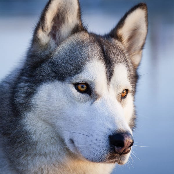 Blue, Daytime, Dog, Vertebrate, Carnivore, Photograph, Sled dog, Iris, Whiskers, Dog breed, 