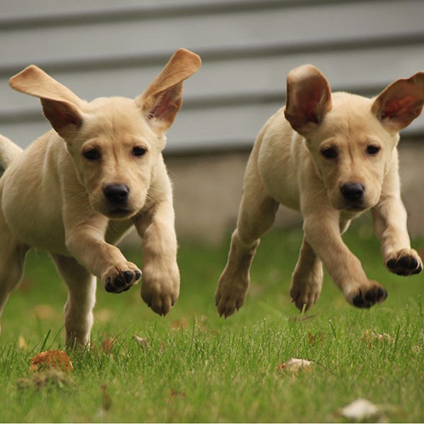 Dog breed, Dog, Vertebrate, Carnivore, Mammal, Terrestrial animal, Snout, Pet supply, Working animal, Dog supply, 