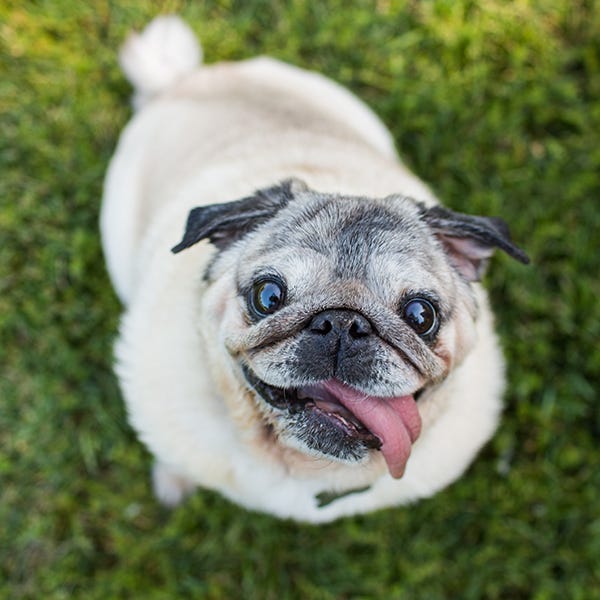 Dog, Carnivore, Pug, Mammal, Snout, Toy dog, Dog breed, Working animal, Fawn, Puppy, 