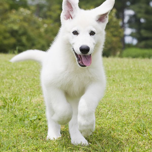 Dog breed, Grass, Green, Dog, Carnivore, Vertebrate, Grassland, Grass family, Companion dog, Meadow, 