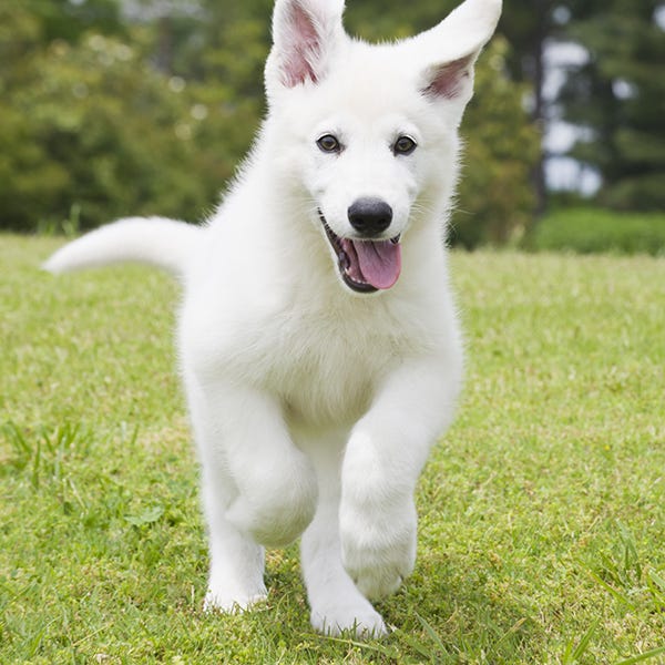 Dog breed, Grass, Green, Dog, Carnivore, Vertebrate, Grassland, Grass family, Companion dog, Meadow, 