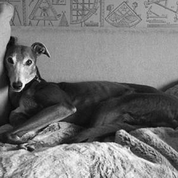 Dog breed, Dog, Carnivore, Terrestrial animal, Monochrome photography, Snout, Black, Monochrome, Sighthound, Grey, 