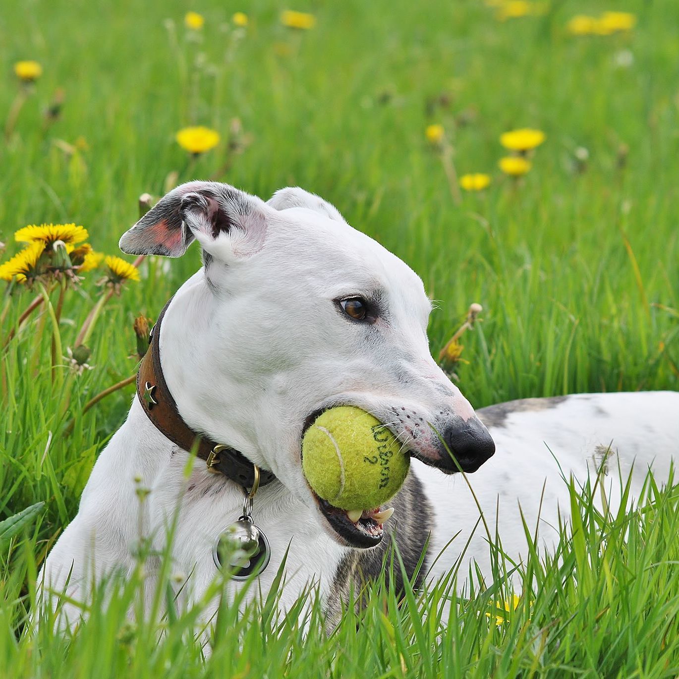 Grass, Dog breed, Dog, Vertebrate, Carnivore, Collar, Mammal, Pet supply, Snout, Grass family, 