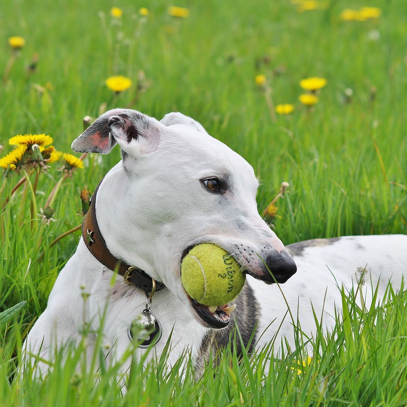 Grass, Dog breed, Dog, Vertebrate, Carnivore, Collar, Mammal, Pet supply, Snout, Grass family, 