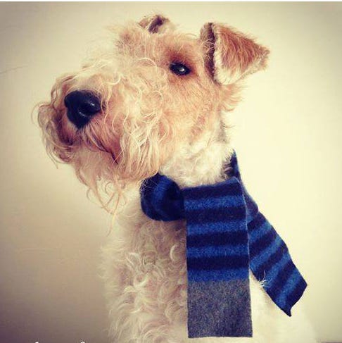 Dog breed, Dog, Vertebrate, Carnivore, Mammal, Snout, Working animal, Lakeland terrier, Stuffed toy, Terrier, 