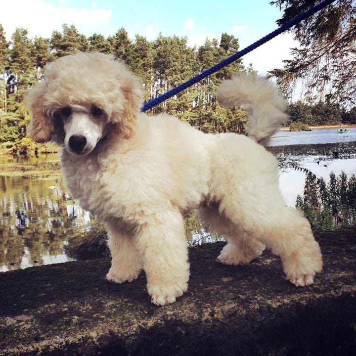 Dog breed, Vertebrate, Dog, Carnivore, Mammal, Companion dog, Sporting Group, Snout, Reflection, Water dog, 