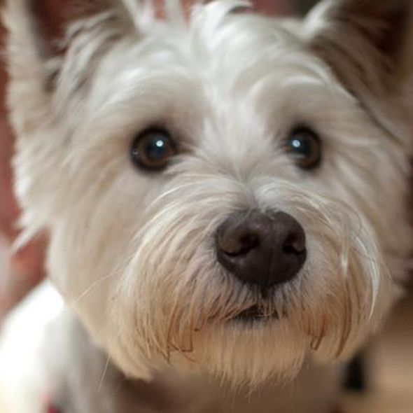 Organism, Vertebrate, Dog, Dog breed, Carnivore, White, Terrier, Snout, Small terrier, Organ, 