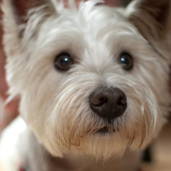 Organism, Vertebrate, Dog, Dog breed, Carnivore, White, Terrier, Snout, Small terrier, Organ, 