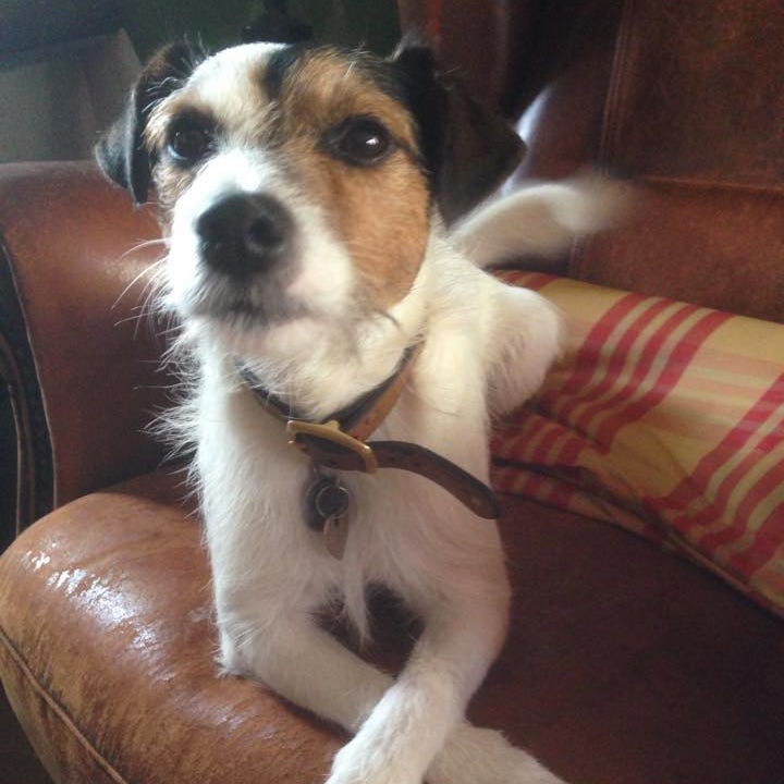 Dog breed, Vertebrate, Dog, Carnivore, Mammal, Furniture, Comfort, Snout, Couch, Collar, 