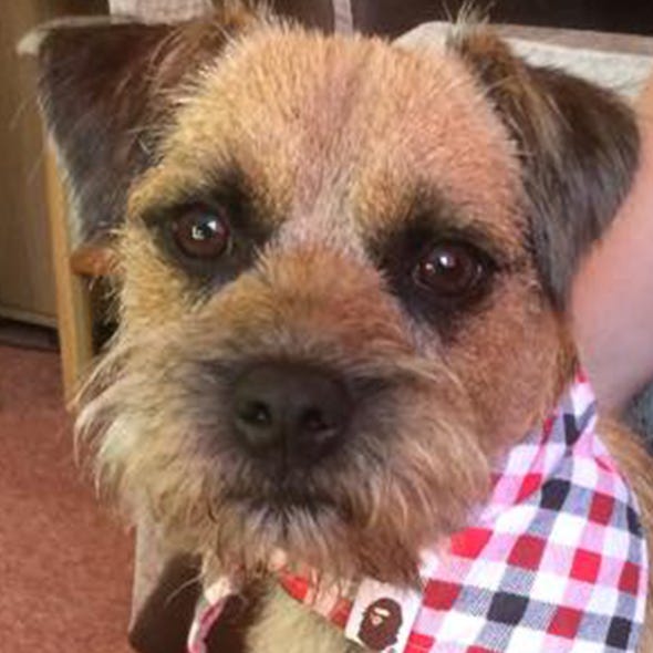 Dog breed, Dog, Carnivore, Vertebrate, Snout, Terrier, Plaid, Whiskers, Dog supply, Working animal, 