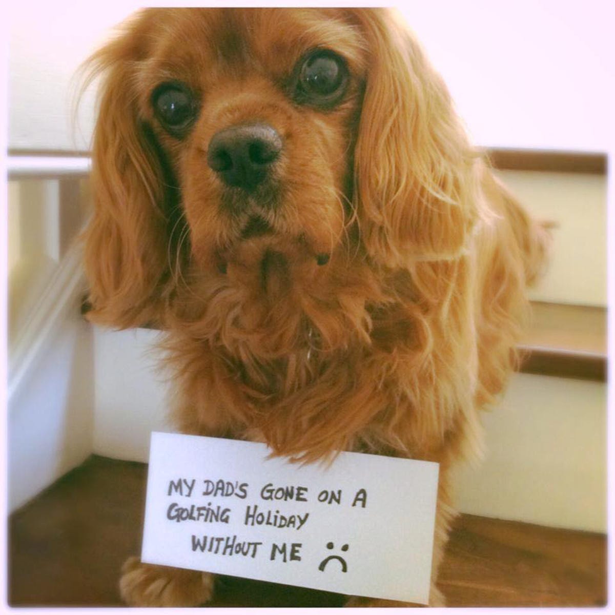 Brown, Carnivore, Dog, Dog breed, Vertebrate, Spaniel, Snout, Liver, Sporting Group, Working animal, 