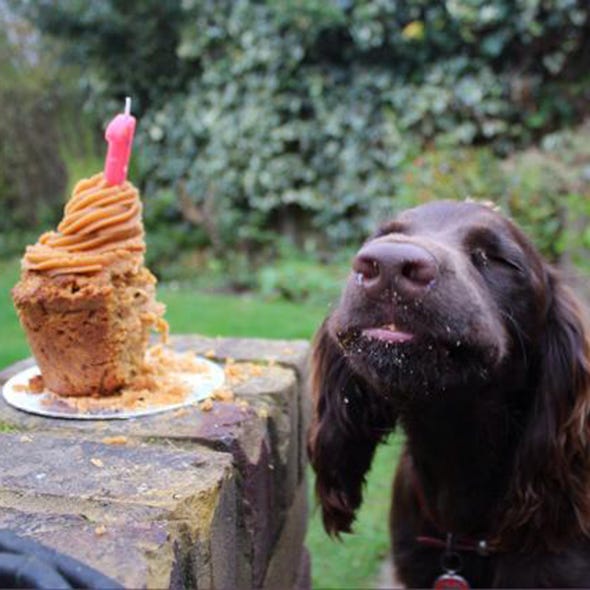Dog, Carnivore, Dog breed, Ingredient, Cuisine, Cone, Dessert, Snout, Liver, Sweetness, 
