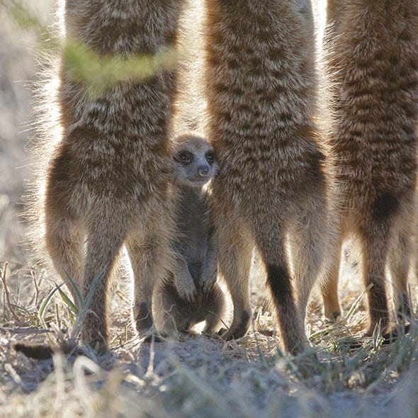 Adaptation, Terrestrial animal, Nature reserve, Wildlife, Fur, Beige, Snout, Fawn, Natural material, Mongoose, 