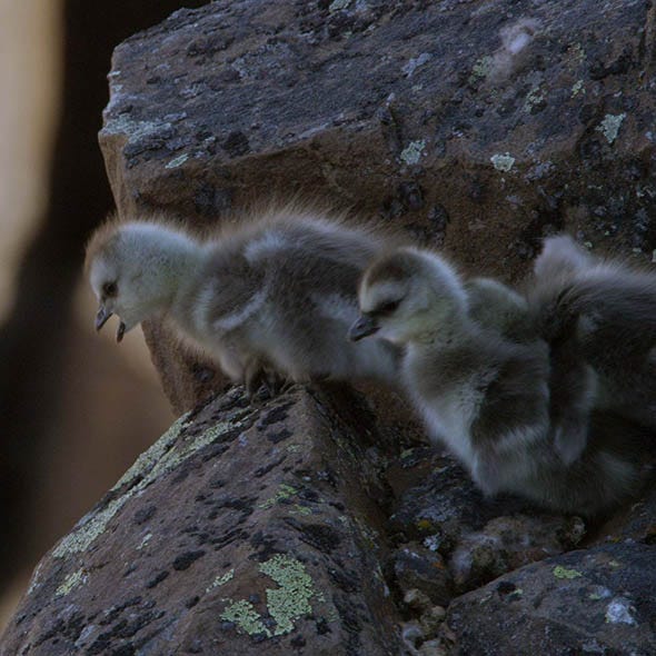 Primate, Adaptation, Terrestrial animal, Rock, Fur, Wildlife, Fawn, Bird, Snout, Bedrock, 