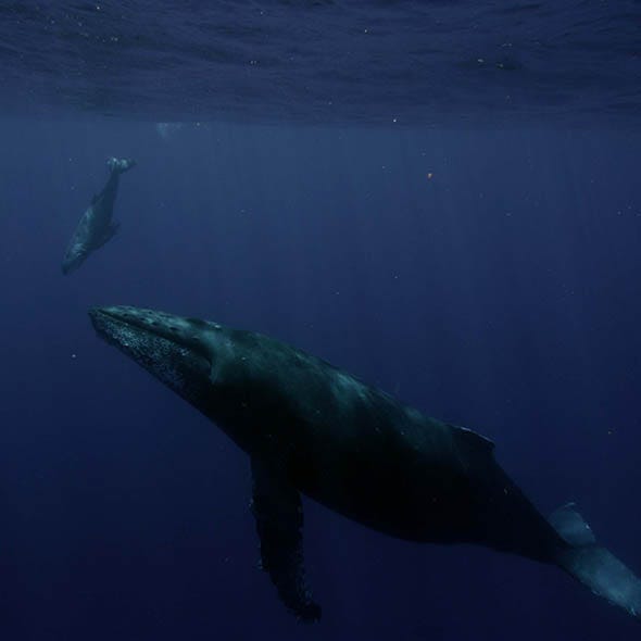 Nature, Fluid, Vertebrate, Organism, Marine mammal, Underwater, Water, Liquid, Fin, Tail, 