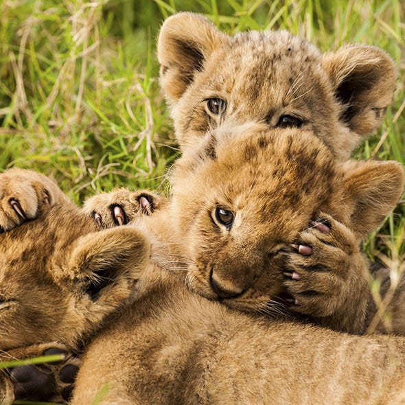 Organism, Natural environment, Skin, Carnivore, Big cats, Felidae, Terrestrial animal, Nature reserve, Adaptation, Lion, 