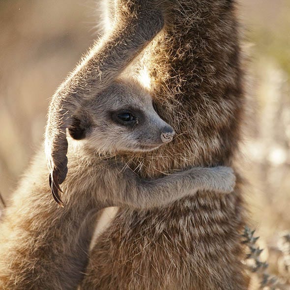 Daytime, Brown, Skin, Mongoose, Vertebrate, Facial expression, Meerkat, Adaptation, Carnivore, Snout, 