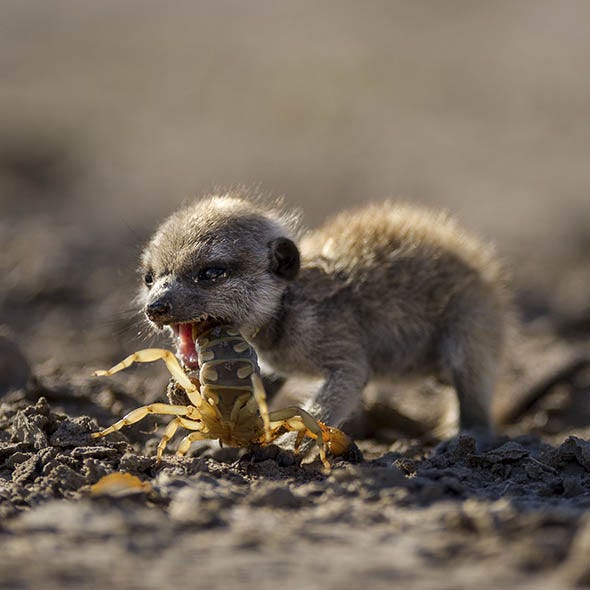 Organism, Skin, Soil, Facial expression, Adaptation, Organ, Terrestrial animal, Fawn, Snout, Wildlife, 