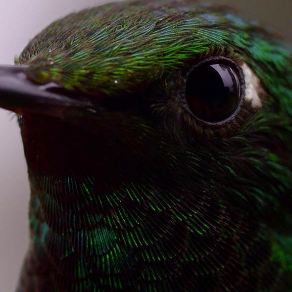 Green, Bird, Vertebrate, Feather, Beak, Teal, Adaptation, Terrestrial animal, Iris, Organ, 