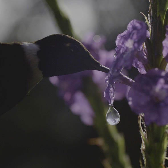 Lavender, Purple, Liquid, Drop, Moisture, Botany, Violet, Dew, Macro photography, 