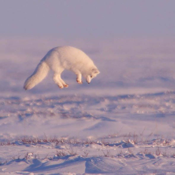 Natural environment, Atmosphere, Atmospheric phenomenon, Carnivore, Terrestrial animal, Polar bear, Snow, Bear, Arctic, Polar ice cap, 