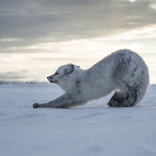 Natural environment, Ice, Freezing, Atmospheric phenomenon, Polar ice cap, Ice cap, Polar bear, Natural landscape, Atmosphere, Bear, 