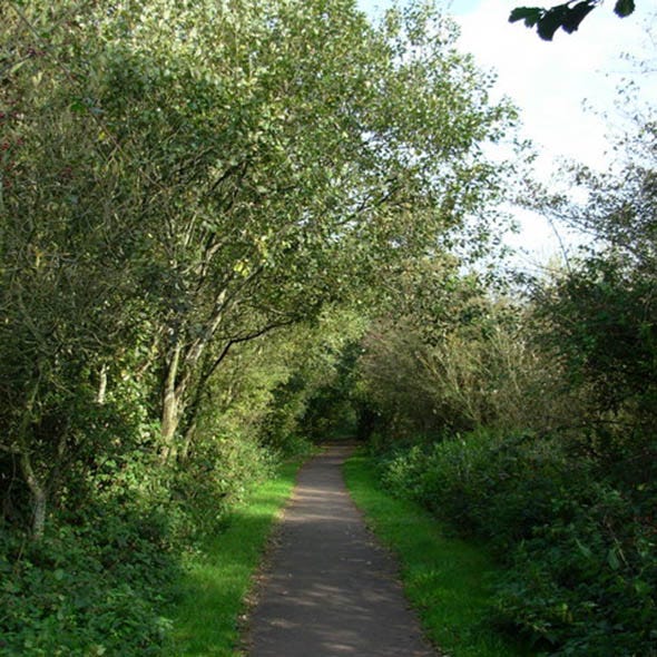 Vegetation, Green, Leaf, Shrub, Trail, Woody plant, Nature reserve, Walkway, Sunlight, Thoroughfare, 