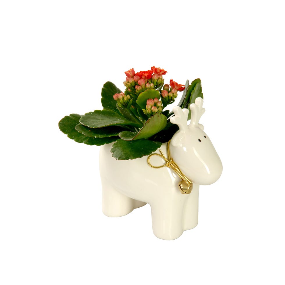 Petal, Flower, Cut flowers, Toy, Beige, Artificial flower, Flowering plant, Animal figure, Working animal, Figurine, 