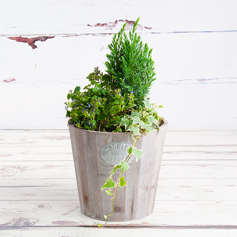 Green, Flowerpot, Plant stem, Annual plant, Paint, Houseplant, 