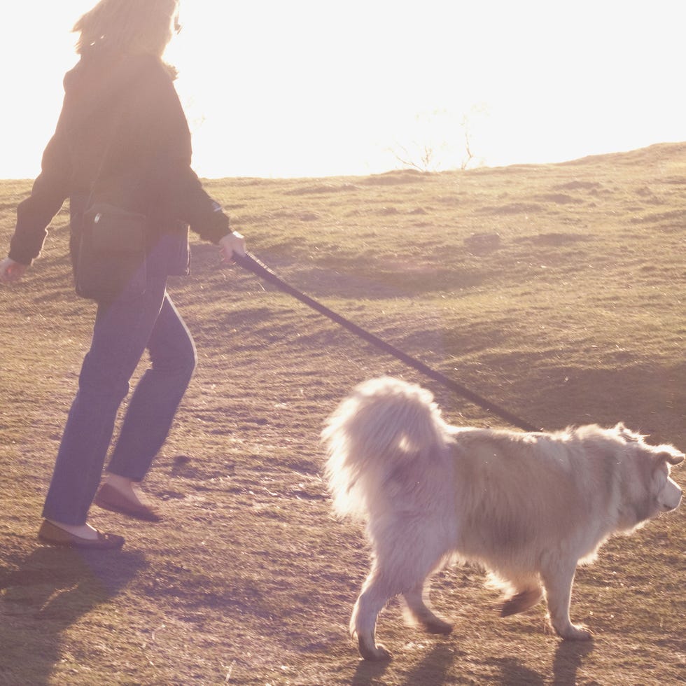 Dog breed, Human, Dog, Vertebrate, Carnivore, Mammal, Leash, Spitz, German spitz mittel, German spitz klein, 