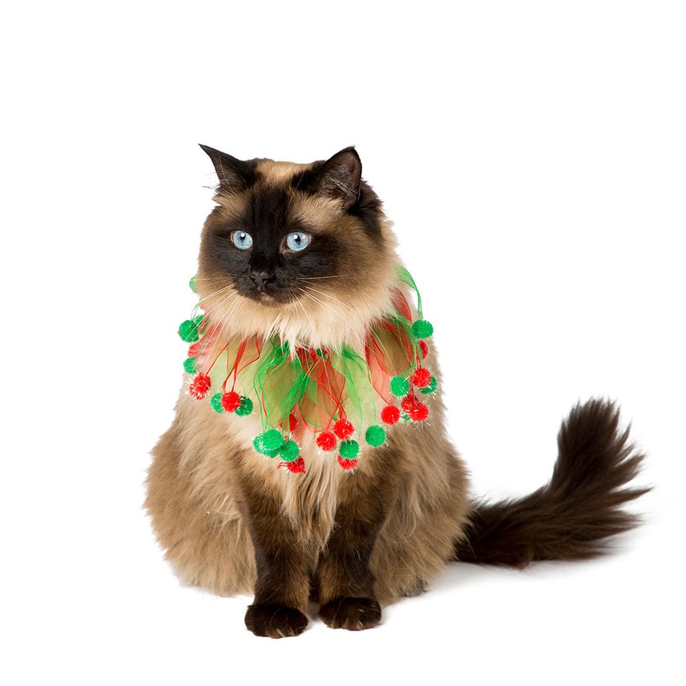 Cat, Carnivore, Whiskers, Felidae, Snout, Fur, Liver, Fawn, Siamese, Small to medium-sized cats, 