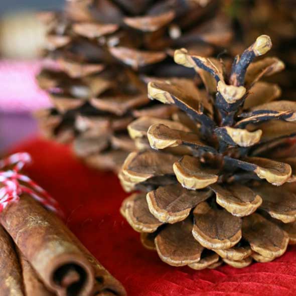 Wood, Conifer cone, Natural material, Woody plant, western yellow pine, shortstraw pine, Pine family, Conifer, Two needle pinyon pine, shortstraw pine, 
