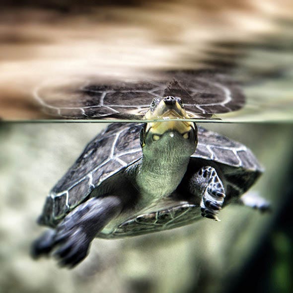 Turtle, Pond turtle, Tortoise, Trachemys, Red eared slider, Reptile, River cooter, Florida Redbelly Turtle, Macro photography, Painted turtle, 