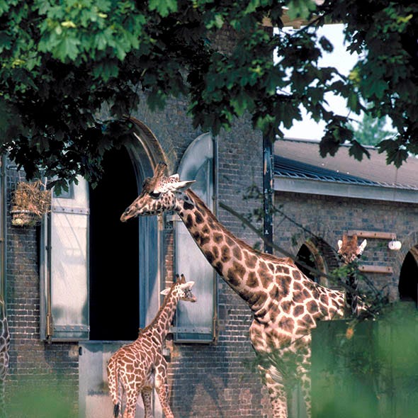 Nature, Organism, Natural environment, Brown, Giraffidae, Green, Vertebrate, Leaf, Photograph, Giraffe, 