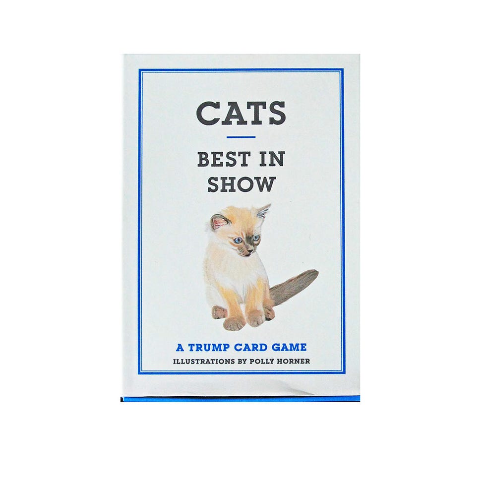 Carnivore, Felidae, Terrestrial animal, Small to medium-sized cats, Paw, Tail, Whiskers, Snout, Cat, Collar, 