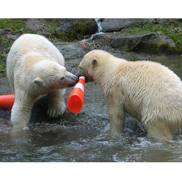 Body of water, Vertebrate, Organism, Water resources, Water, Mammal, Carnivore, Polar bear, Adaptation, Terrestrial animal, 