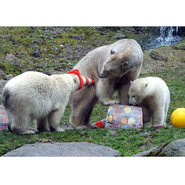 Organism, Vertebrate, Carnivore, Adaptation, Terrestrial animal, Toy, Citrus, Polar bear, Fruit, Snout, 