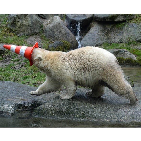 Vertebrate, Carnivore, Adaptation, Terrestrial animal, Polar bear, Carmine, Snout, Tail, Fur, Coquelicot, 