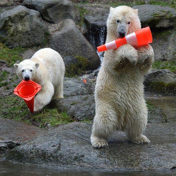 Organism, Vertebrate, Facial expression, Polar bear, Adaptation, Terrestrial animal, Snout, Carmine, World, Fur, 