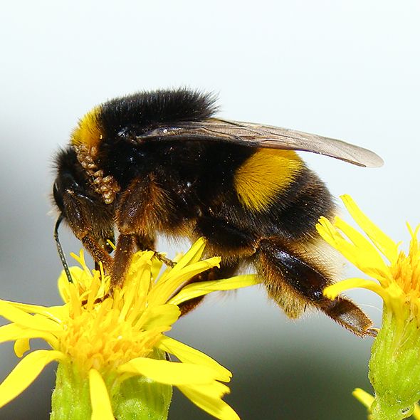 Invertebrate, Arthropod, Insect, Yellow, Pollinator, Pest, Flower, Bee, Petal, Membrane-winged insect, 
