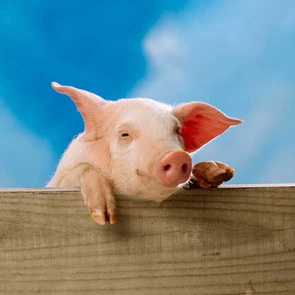 Daytime, Wood, Skin, Terrestrial animal, Domestic pig, Suidae, Snout, Neck, Rural area, Livestock, 