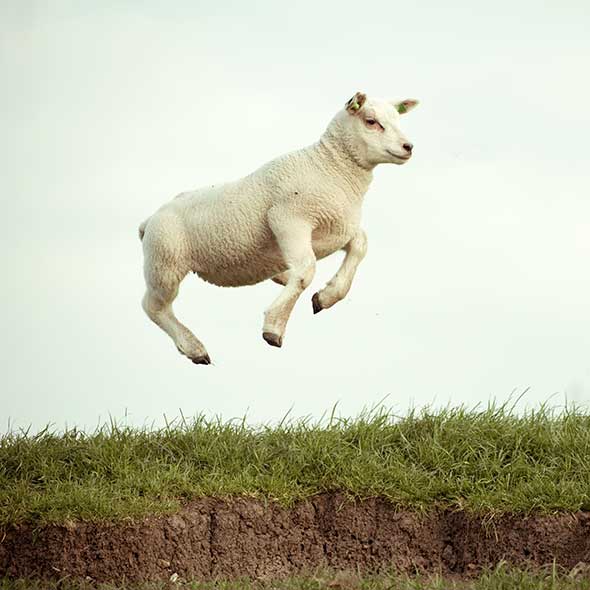 Grass, Sheep, Sheep, Plain, Field, Terrestrial animal, Soil, Snout, Livestock, Grass family, 
