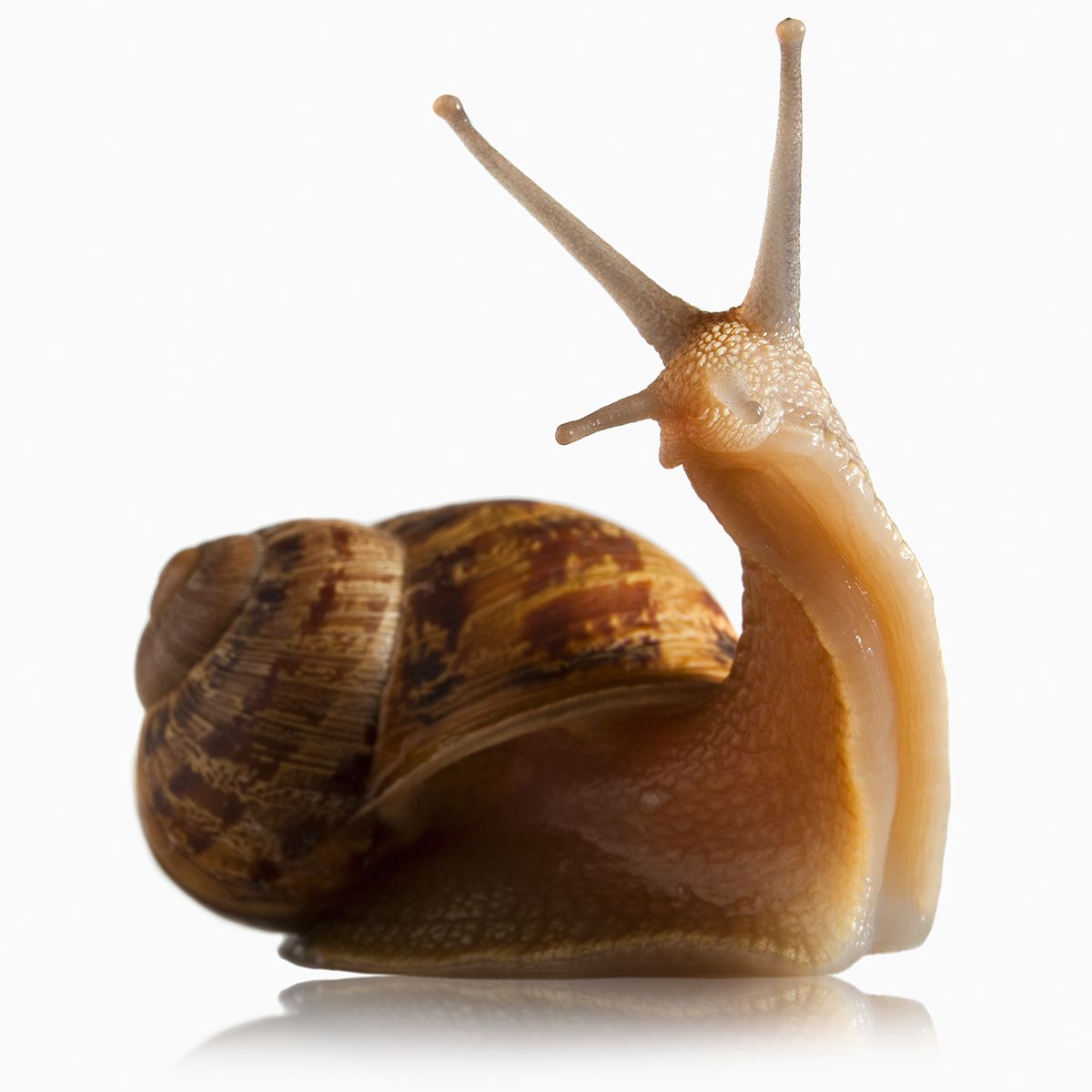 Brown, Snails and slugs, Snail, Amber, Invertebrate, Lymnaeidae, Terrestrial animal, Fawn, Tan, Close-up, 