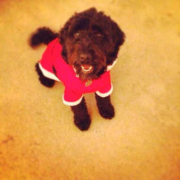 Cockapoo on sale christmas jumper