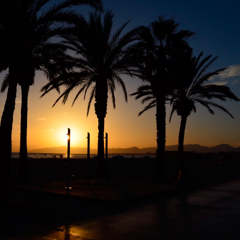 Sky, Dusk, Sunset, Tree, Sunrise, Horizon, Arecales, Evening, Amber, Afterglow, 